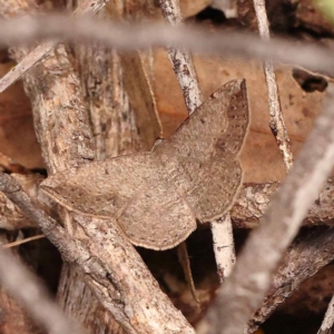 Taxeotis intermixtaria at Bruce Ridge - 23 Oct 2023 09:58 AM