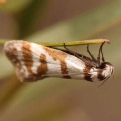 Philobota impletella Group (A concealer moth) at Bruce Ridge to Gossan Hill - 22 Oct 2023 by ConBoekel
