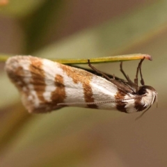 Philobota impletella Group (A concealer moth) at Bruce Ridge - 22 Oct 2023 by ConBoekel