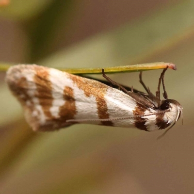 Philobota impletella Group (A concealer moth) at Bruce Ridge - 22 Oct 2023 by ConBoekel