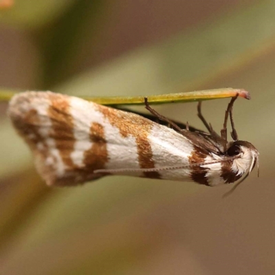 Philobota impletella Group (A concealer moth) at Bruce Ridge to Gossan Hill - 22 Oct 2023 by ConBoekel