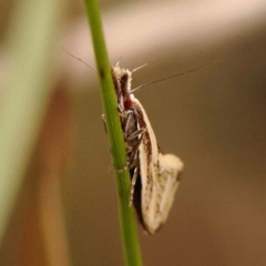 Thema psammoxantha (A concealer moth) at Bruce Ridge to Gossan Hill - 22 Oct 2023 by ConBoekel