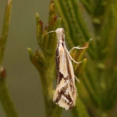Thema macroscia (A concealer moth) at Bruce Ridge - 22 Oct 2023 by ConBoekel
