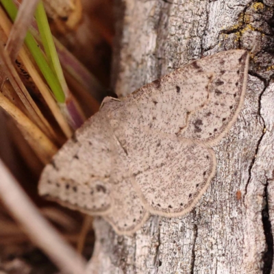 Taxeotis intextata (Looper Moth, Grey Taxeotis) at Bruce Ridge - 23 Oct 2023 by ConBoekel
