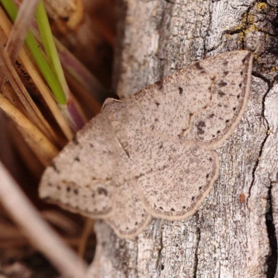 Taxeotis intextata (Looper Moth, Grey Taxeotis) at Bruce Ridge - 22 Oct 2023 by ConBoekel