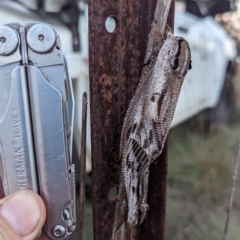 Endoxyla lituratus (A Wattle Goat Moth) at Pine Island to Point Hut - 12 Dec 2023 by JP95