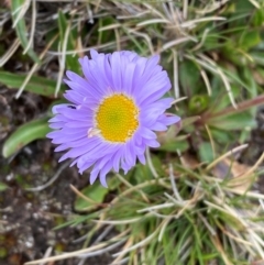 Brachyscome spathulata (Coarse Daisy, Spoon-leaved Daisy) at Kosciuszko National Park - 12 Dec 2023 by SteveBorkowskis