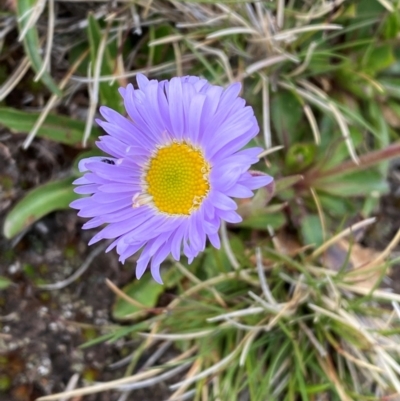 Brachyscome spathulata (Coarse Daisy, Spoon-leaved Daisy) at Geehi, NSW - 12 Dec 2023 by SteveBorkowskis