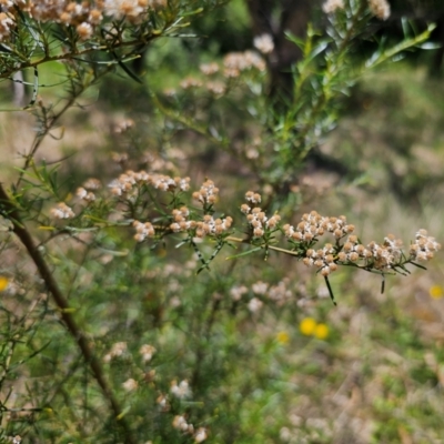 Ozothamnus thyrsoideus (Sticky Everlasting) at Anembo, NSW - 17 Dec 2023 by Csteele4