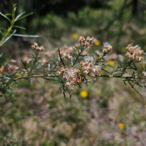 Ozothamnus thyrsoideus at Anembo, NSW - 17 Dec 2023