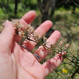 Ozothamnus thyrsoideus at Anembo, NSW - 17 Dec 2023