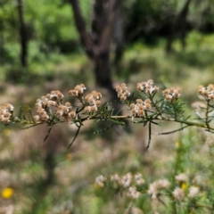 Ozothamnus thyrsoideus at Anembo, NSW - 17 Dec 2023