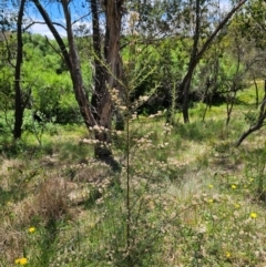 Ozothamnus thyrsoideus at Anembo, NSW - 17 Dec 2023