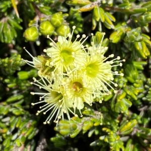 Kunzea muelleri at Kosciuszko National Park - 12 Dec 2023 02:09 PM