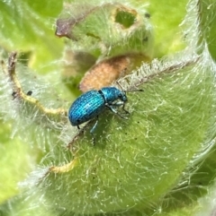 Merimnetes celmisiae (Blue Celmisia Weevil) at Geehi, NSW - 12 Dec 2023 by SteveBorkowskis