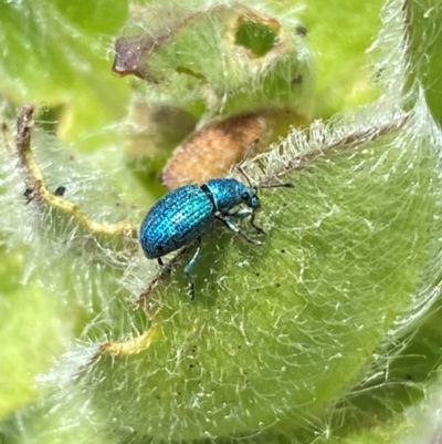 Merimnetes celmisiae (Blue Celmisia Weevil) at Kosciuszko National Park - 12 Dec 2023 by SteveBorkowskis