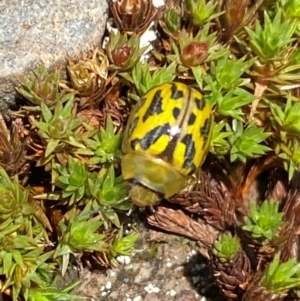 Paropsisterna obliterata at Kosciuszko National Park - 12 Dec 2023 12:24 PM