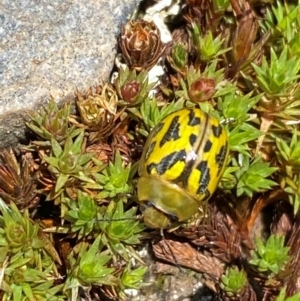 Paropsisterna obliterata at Kosciuszko National Park - 12 Dec 2023 12:24 PM