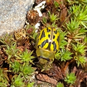 Paropsisterna obliterata at Kosciuszko National Park - 12 Dec 2023 12:24 PM