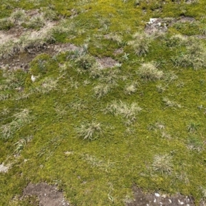 Pentachondra pumila at Kosciuszko National Park - 12 Dec 2023 12:12 PM