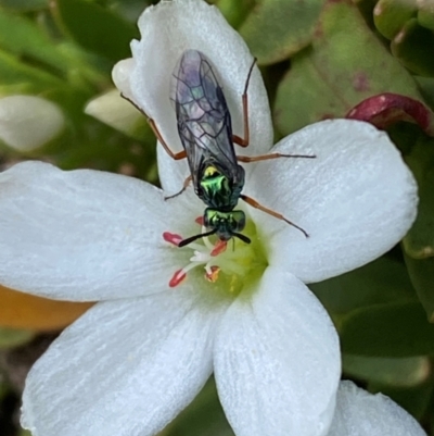 Eurys sp. (genus) (Eurys sawfly) at Geehi, NSW - 12 Dec 2023 by SteveBorkowskis
