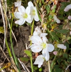 Montia australasica (White Purslane) at Kosciuszko National Park - 12 Dec 2023 by SteveBorkowskis