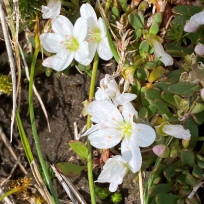 Montia australasica (White Purslane) at Kosciuszko National Park - 12 Dec 2023 by SteveBorkowskis