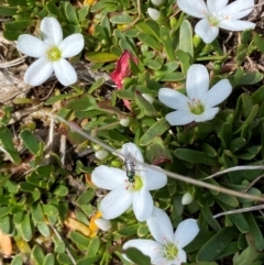 Montia australasica at Kosciuszko National Park - 12 Dec 2023