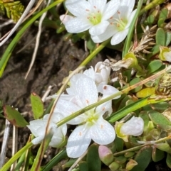 Montia australasica at Kosciuszko National Park - 12 Dec 2023