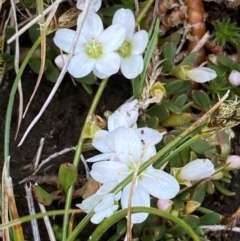 Montia australasica at Kosciuszko National Park - 12 Dec 2023