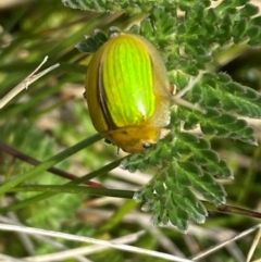 Paropsisterna hectica (A leaf beetle) at Kosciuszko National Park - 11 Dec 2023 by SteveBorkowskis