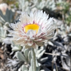 Leucochrysum alpinum (Alpine Sunray) at Kosciuszko National Park - 12 Dec 2023 by SteveBorkowskis