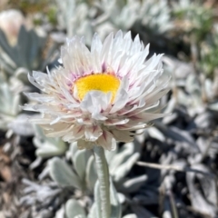 Leucochrysum alpinum (Alpine Sunray) at Kosciuszko National Park - 11 Dec 2023 by SteveBorkowskis