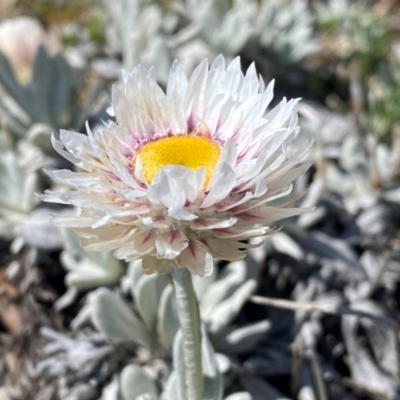 Leucochrysum alpinum (Alpine Sunray) at Geehi, NSW - 11 Dec 2023 by SteveBorkowskis