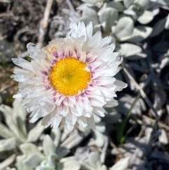 Leucochrysum alpinum at Kosciuszko National Park - 12 Dec 2023 10:33 AM