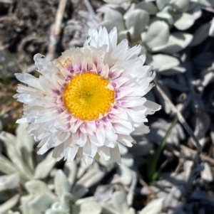 Leucochrysum alpinum at Kosciuszko National Park - 12 Dec 2023