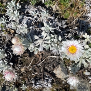 Leucochrysum alpinum at Kosciuszko National Park - 12 Dec 2023