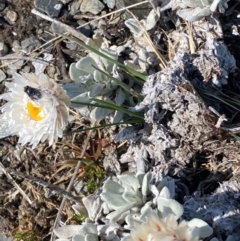 Leucochrysum alpinum at Kosciuszko National Park - 12 Dec 2023 10:33 AM