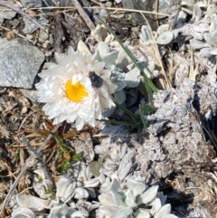 Leucochrysum alpinum at Kosciuszko National Park - 12 Dec 2023