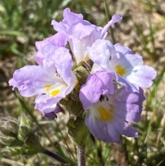 Euphrasia collina subsp. diversicolor (Variable Eyebright) at Kosciuszko National Park - 12 Dec 2023 by SteveBorkowskis