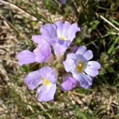 Euphrasia collina subsp. diversicolor at Kosciuszko National Park - 12 Dec 2023 09:57 AM