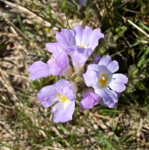 Euphrasia collina subsp. diversicolor at Kosciuszko National Park - 12 Dec 2023 09:57 AM