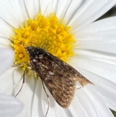Heliothela (genus) (A Pyraloid moth (Heliotheliinae subf.)) at Kosciuszko National Park - 12 Dec 2023 by SteveBorkowskis
