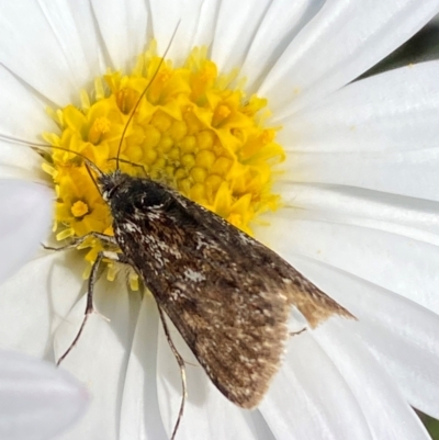 Heliothela (genus) (A P:yraloid moth (Heliotheliinae subf.)) at Kosciuszko National Park - 11 Dec 2023 by SteveBorkowskis