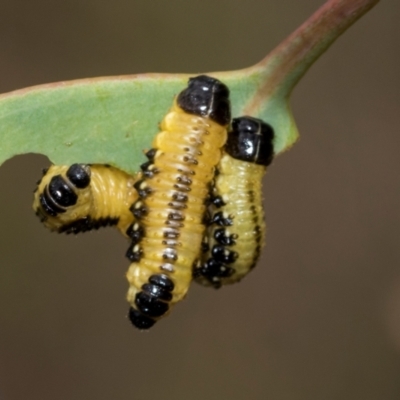 Paropsis atomaria (Eucalyptus leaf beetle) at Fraser, ACT - 14 Feb 2023 by AlisonMilton