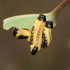 Paropsis atomaria at Kuringa Woodland (CPP) - 14 Feb 2023