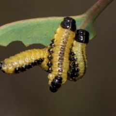 Paropsis atomaria at Kuringa Woodland (CPP) - 14 Feb 2023