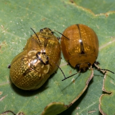 Paropsisterna cloelia (Eucalyptus variegated beetle) at Fraser, ACT - 14 Feb 2023 by AlisonMilton