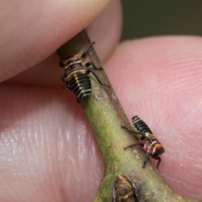 Eurymela sp. (genus) (Gumtree hopper) at Fraser, ACT - 14 Feb 2023 by AlisonMilton
