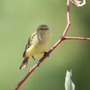 Smicrornis brevirostris at Fraser, ACT - 14 Feb 2023